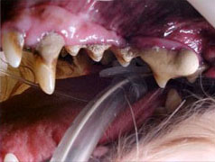 dental before