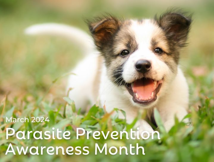 Parasite Prevention Month