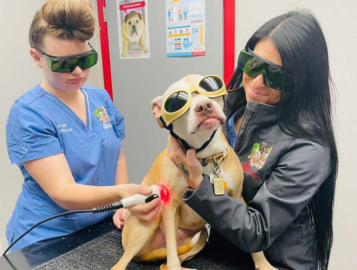 Laser Therapy for Pets